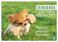 Chihuahua: Kleine Hunde, aber oho (Wandkalender 2025 DIN A2 quer), CALVENDO Monatskalender