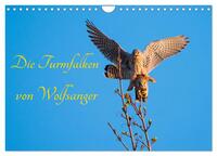 Die Turmfalken von Wolfsanger (Wandkalender 2025 DIN A4 quer), CALVENDO Monatskalender