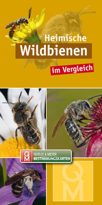 Heimische Wildbienen im Vergleich