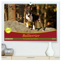 Bullterrier, Powerpakete auf 4 Pfoten (hochwertiger Premium Wandkalender 2025 DIN A2 quer), Kunstdruck in Hochglanz