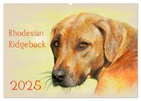 Rhodesian Ridgeback 2025 (Wandkalender 2025 DIN A2 quer), CALVENDO Monatskalender