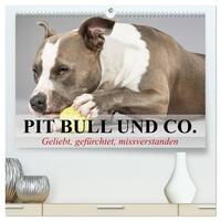 Pit Bull und Co. - Geliebt, gefürchtet, missverstanden (hochwertiger Premium Wandkalender 2025 DIN A2 quer), Kunstdruck in Hochglanz