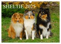 Sheltie 2025 (Wandkalender 2025 DIN A3 quer), CALVENDO Monatskalender