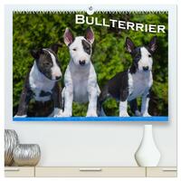 Bullterrier (hochwertiger Premium Wandkalender 2025 DIN A2 quer), Kunstdruck in Hochglanz