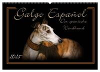 Galgo Español 2025- Der spanische Windhund (Wandkalender 2025 DIN A2 quer), CALVENDO Monatskalender