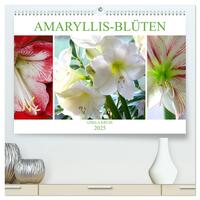 Amaryllis-Blüten (hochwertiger Premium Wandkalender 2025 DIN A2 quer), Kunstdruck in Hochglanz