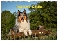 Typisch Collie (Wandkalender 2025 DIN A2 quer), CALVENDO Monatskalender