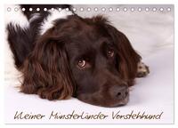 Kleiner Münsterländer Vorstehhund (Tischkalender 2025 DIN A5 quer), CALVENDO Monatskalender