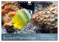 Bunte Riffbewohner - Fische, Anemonen und noch viel mehr (Wandkalender 2025 DIN A4 quer), CALVENDO Monatskalender