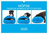 MÖPSE - tierische Momente im Fotostudio (Wandkalender 2025 DIN A3 quer), CALVENDO Monatskalender