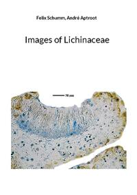 Images of Lichinaceae