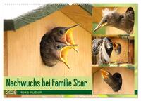 Nachwuchs bei Familie Star (Wandkalender 2025 DIN A2 quer), CALVENDO Monatskalender