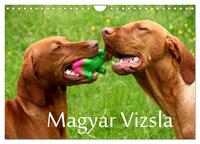 Magyar Vizsla (Wandkalender 2025 DIN A4 quer), CALVENDO Monatskalender