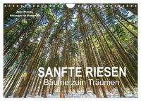 Sanfte Riesen - Bäume zum Träumen (Wandkalender 2025 DIN A4 quer), CALVENDO Monatskalender