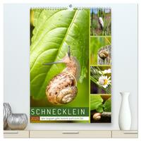 Schnecklein (hochwertiger Premium Wandkalender 2025 DIN A2 hoch), Kunstdruck in Hochglanz