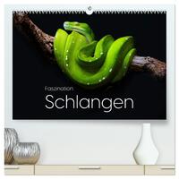 Faszination Schlangen (hochwertiger Premium Wandkalender 2025 DIN A2 quer), Kunstdruck in Hochglanz