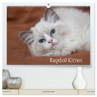 Ragdoll Kitten (hochwertiger Premium Wandkalender 2025 DIN A2 quer), Kunstdruck in Hochglanz