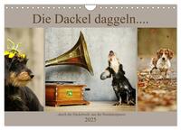 Die Dackel daggeln.... (Wandkalender 2025 DIN A4 quer), CALVENDO Monatskalender