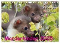 Marderkinder (Wandkalender 2025 DIN A4 quer), CALVENDO Monatskalender