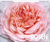 Rosen - Roses 2023