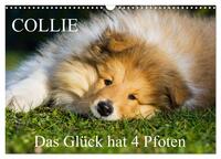 Collie - Das Glück hat 4 Pfoten (Wandkalender 2025 DIN A3 quer), CALVENDO Monatskalender