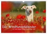 Der Windhundekalender (Wandkalender 2025 DIN A3 quer), CALVENDO Monatskalender