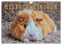 Meerschweinchen - so süß (Wandkalender 2025 DIN A4 quer), CALVENDO Monatskalender