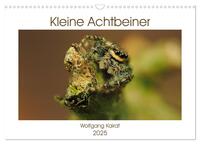 Kleine Achtbeiner (Wandkalender 2025 DIN A3 quer), CALVENDO Monatskalender