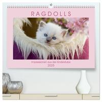 RAGDOLLS Impressionen aus der Kinderstube (hochwertiger Premium Wandkalender 2025 DIN A2 quer), Kunstdruck in Hochglanz