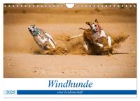 Windhunde - eine Leidenschaft (Wandkalender 2025 DIN A4 quer), CALVENDO Monatskalender