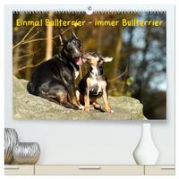 Einmal Bullterrier - immer Bullterrier (hochwertiger Premium Wandkalender 2025 DIN A2 quer), Kunstdruck in Hochglanz