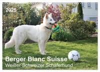 Berger Blanc Suisse - Weißer Schweizer Schäferhund (Wandkalender 2025 DIN A3 quer), CALVENDO Monatskalender