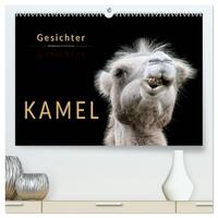 Kamel Gesichter (hochwertiger Premium Wandkalender 2025 DIN A2 quer), Kunstdruck in Hochglanz