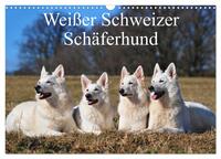 Weißer Schweizer Schäferhund (Wandkalender 2025 DIN A3 quer), CALVENDO Monatskalender