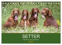 Setter - Geliebter Freund und Jagdkamerad (Tischkalender 2025 DIN A5 quer), CALVENDO Monatskalender