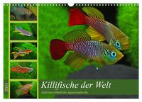 Bunte Fische der Welt - Killifische (Wandkalender 2025 DIN A3 quer), CALVENDO Monatskalender