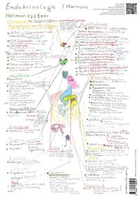 Endokrinologie Hormonsystem - A3