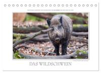 Emotionale Momente: Das Wildschwein. / CH-Version (Tischkalender 2025 DIN A5 quer), CALVENDO Monatskalender