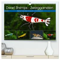 Dwarf Shrimps - Zwerggarnelen (hochwertiger Premium Wandkalender 2025 DIN A2 quer), Kunstdruck in Hochglanz