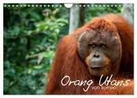 Orang Utans von Borneo Tierkalender 2025 (Wandkalender 2025 DIN A4 quer), CALVENDO Monatskalender