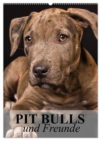 Pit Bulls und Freunde (Wandkalender 2025 DIN A2 hoch), CALVENDO Monatskalender