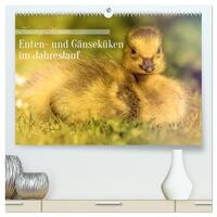 Flauschige Momente! Enten- und Gänseküken im Jahreslauf (hochwertiger Premium Wandkalender 2026 DIN A2 quer), Kunstdruck in Hochglanz