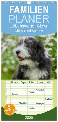 Familienplaner 2025 - Liebenswerter Clown Bearded Collie mit 5 Spalten (Wandkalender, 21 x 45 cm) CALVENDO