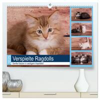 Verspielte Ragdolls - Sanfte Katzen in seidigem Haarkleid (hochwertiger Premium Wandkalender 2025 DIN A2 quer), Kunstdruck in Hochglanz