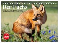 Der Fuchs. Bezaubernder Geselle (Tischkalender 2025 DIN A5 quer), CALVENDO Monatskalender