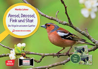 Amsel, Drossel, Fink und Star. Die Vögel in unserem Garten. Kamishibai Bildkarten und Memo-Spiel