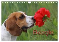 Beagle (Wandkalender 2025 DIN A4 quer), CALVENDO Monatskalender