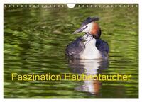 Faszination Haubentaucher (Wandkalender 2025 DIN A4 quer), CALVENDO Monatskalender