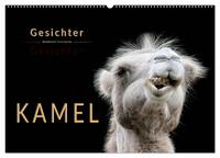 Kamel Gesichter (Wandkalender 2025 DIN A2 quer), CALVENDO Monatskalender