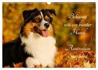 Bekannt wie ein bunter Hund. Australian Shepherd (Wandkalender 2025 DIN A3 quer), CALVENDO Monatskalender